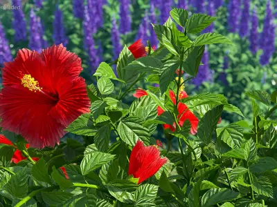  Blooming Red Hibiscus Flower 