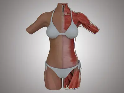 Female Torso Muscle Anatomy 3D model