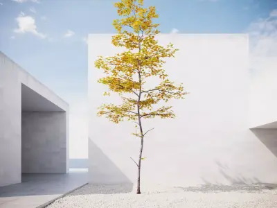 Small Autumn tree vpt027 3D model