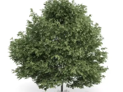 Common Hazel Tree Corylus avellana 3D model