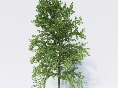 Generic Architectural Trees  3D model