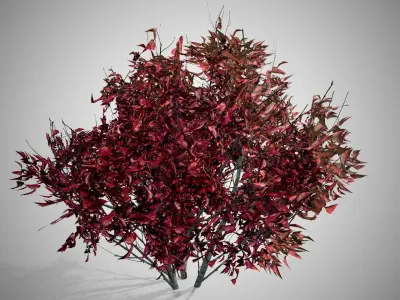 Kousa Dogwood Fall Tree Low-poly 3D model