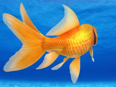  Goldfish 2 (Animated) 