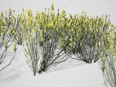 Broom Snakeweed Cluster Spring grass Low-poly 3D model