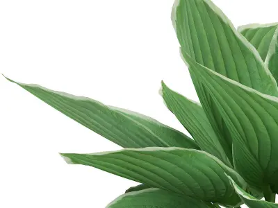 Hosta Plant Hosta kiyosumiensis 3D model