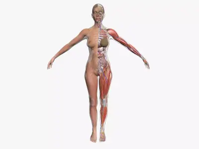 Ultimate Complete Female Body Anatomy 3DSmax 3D model