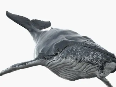  Humpback WhaleRigged 3D 