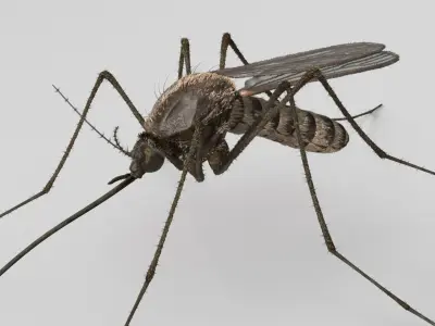  Mosquito 