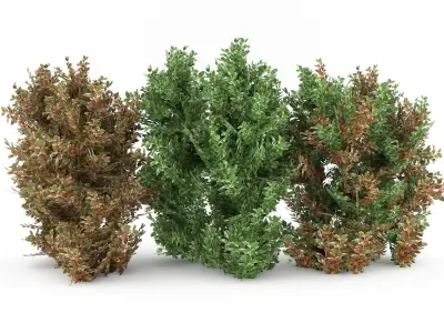 Alternanthera Shrubs Low-poly 3D model