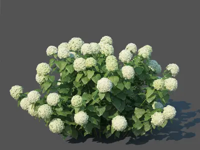 Hydrangea arborescens Nr1 - Annabelle V2  3D model
