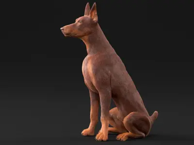  Doberman Dog Brown Sits Fur for Cinema 4D 