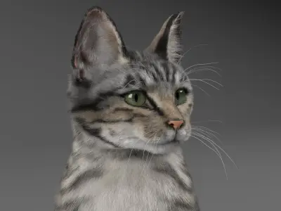  Cat Grey Tabby 