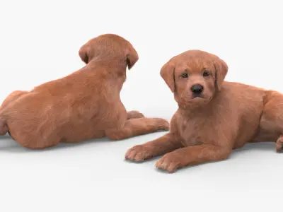  Brown Labrador Retriever Puppy Lying Down Fur for Cinema 4D 