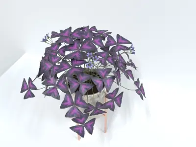 oxalis purple  3D model