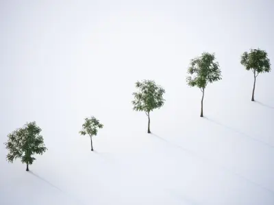 Trees in pots 3D model