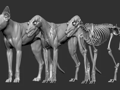  Fox&nbsp;VFX&nbsp;MUSCLE&nbsp;SIMULATION 