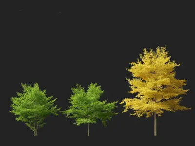 Styrax japonicus - Japanese snowbell  3D model