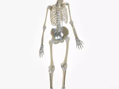 Human Skeleton with Ligaments 3D model