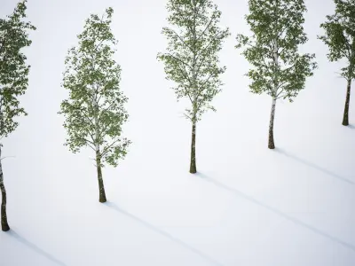 Tall deciduous trees 3D model