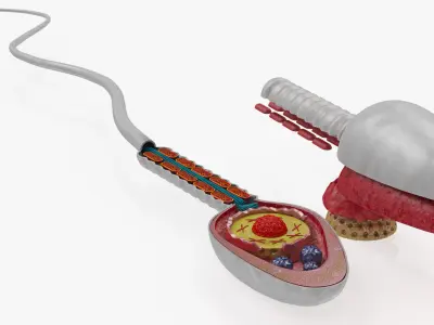 Animated Sperm Cell or Spermatozoa Low-poly 3D model