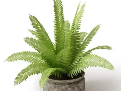 Potted Light Green Sago Cycas 3D model