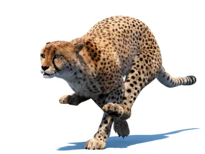  Big Cat 3D Model Rigged Animated Fur 