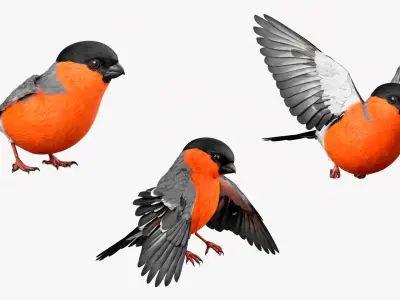 Bullfinch Male Bird Animated Rigged For Maya Collection 