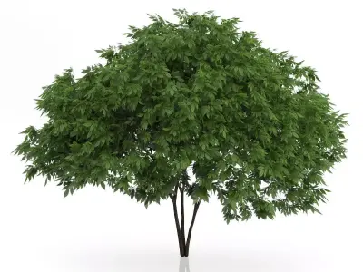 Elderberry Tree Sambucus nigra 3D model