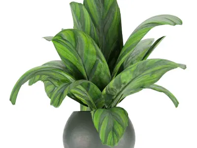 Collection plant vol 297 - indoor - calathea - leaf Free 3D model