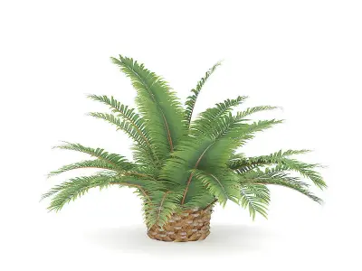 Queen Sago Plant 3D model