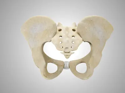 Female Pelvis 3D model