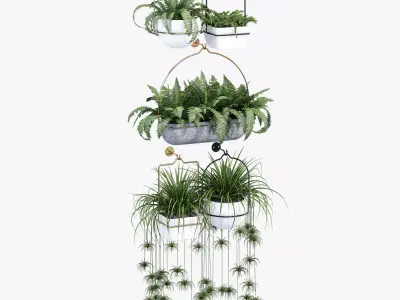amazon three hanging plants 3D model