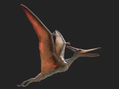  PteranodonRiggedAnimated 3D 