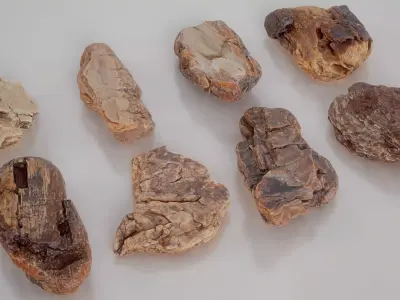 8 3D Scanned Tiny Wood Bark 3D Model Pack