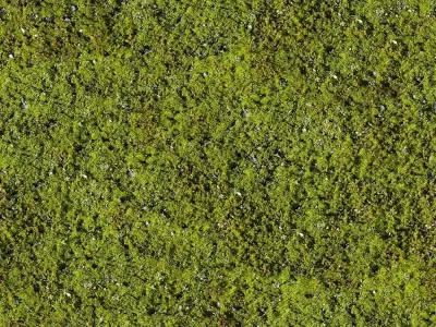 Seamless Moss PBR Texture  Texture