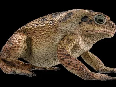  Cane Toad Rigged PBR 