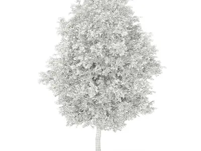 Grapefruit Tree 3D model