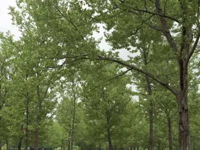 Quercus collection 3D model