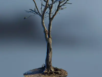 scantree01 dead tree 3D model