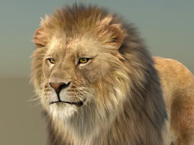  Lion Family 3D Models Rigged and Animated Bundle Lion Lioness and Cub 