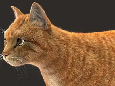  Cat (2) (Orange Tabby) (ANIMATED) (FUR) 