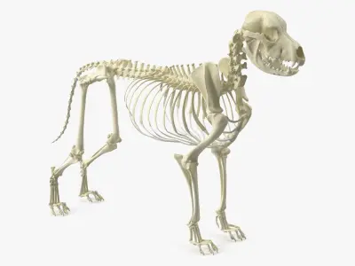  Dog with Skeletal Anatomy Collection 