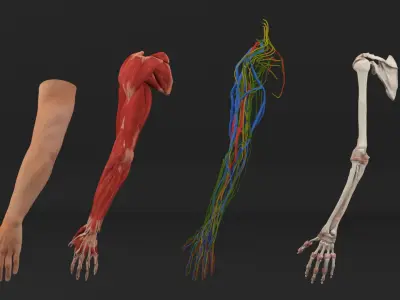  Arm Realistic Male Anatomy 