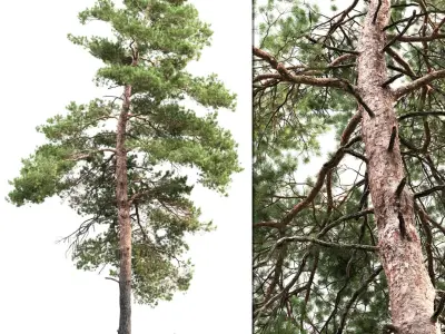  Pinus Sylvestris Pack #2 