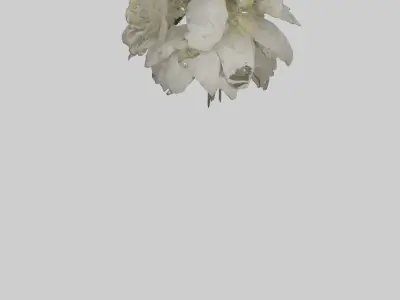 Moonflower model 3D model