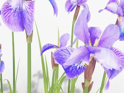 Iris sibirica 3D model