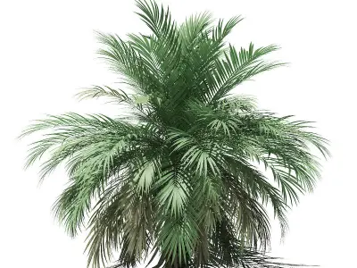 Butia Palm Tree 3D Model 3m 3D model