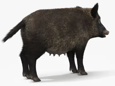  Wild Boar Female Fur 