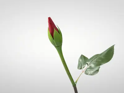  Hyperreal Rose Flower Animated 