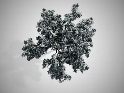 Italian Stone Pine Winter Tree Low-poly 3D model